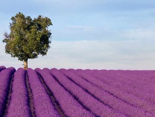 수 많은 예술가들의 연인 <span style="color:#000000">Love in Provence</span>